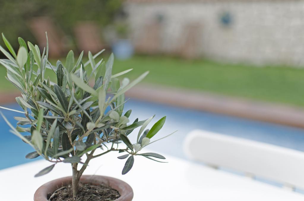 Alacati Roka Hotel מראה חיצוני תמונה